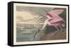 Roseate Spoonbill, 1836-John James Audubon-Framed Stretched Canvas