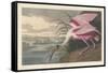 Roseate Spoonbill, 1836-John James Audubon-Framed Stretched Canvas