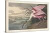 Roseate Spoonbill, 1836-John James Audubon-Stretched Canvas