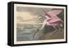 Roseate Spoonbill, 1836-John James Audubon-Framed Stretched Canvas