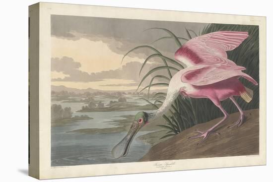 Roseate Spoonbill, 1836-John James Audubon-Stretched Canvas