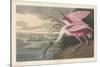 Roseate Spoonbill, 1836-John James Audubon-Stretched Canvas