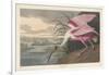 Roseate Spoonbill, 1836-John James Audubon-Framed Giclee Print