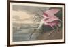 Roseate Spoonbill, 1836-John James Audubon-Framed Giclee Print