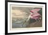 Roseate Spoonbill, 1836-John James Audubon-Framed Giclee Print