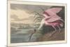 Roseate Spoonbill, 1836-John James Audubon-Mounted Giclee Print