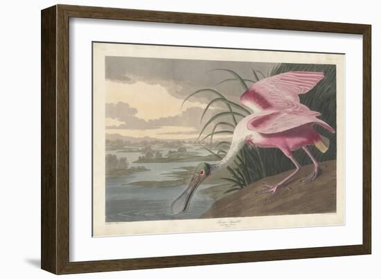 Roseate Spoonbill, 1836-John James Audubon-Framed Giclee Print