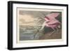 Roseate Spoonbill, 1836-John James Audubon-Framed Giclee Print