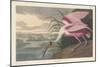 Roseate Spoonbill, 1836-John James Audubon-Mounted Giclee Print