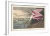 Roseate Spoonbill, 1836-John James Audubon-Framed Giclee Print