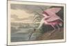 Roseate Spoonbill, 1836-John James Audubon-Mounted Giclee Print