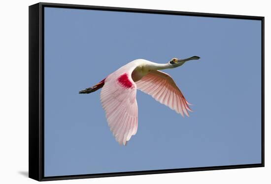 Roseate Spoonbill (Ajaia ajaja) adult, in flight, High Island, Bolivar Peninsula-Bill Coster-Framed Stretched Canvas