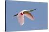 Roseate Spoonbill (Ajaia ajaja) adult, in flight, High Island, Bolivar Peninsula-Bill Coster-Stretched Canvas