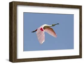 Roseate Spoonbill (Ajaia ajaja) adult, in flight, High Island, Bolivar Peninsula-Bill Coster-Framed Photographic Print