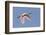 Roseate Spoonbill (Ajaia ajaja) adult, in flight, High Island, Bolivar Peninsula-Bill Coster-Framed Photographic Print