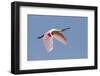 Roseate Spoonbill (Ajaia ajaja) adult, in flight, High Island, Bolivar Peninsula-Bill Coster-Framed Photographic Print