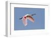 Roseate Spoonbill (Ajaia ajaja) adult, in flight, High Island, Bolivar Peninsula-Bill Coster-Framed Photographic Print