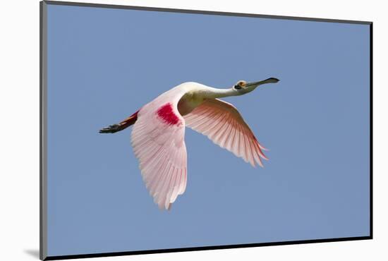 Roseate Spoonbill (Ajaia ajaja) adult, in flight, High Island, Bolivar Peninsula-Bill Coster-Mounted Photographic Print