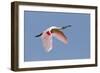 Roseate Spoonbill (Ajaia ajaja) adult, in flight, High Island, Bolivar Peninsula-Bill Coster-Framed Photographic Print