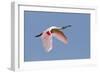 Roseate Spoonbill (Ajaia ajaja) adult, in flight, High Island, Bolivar Peninsula-Bill Coster-Framed Photographic Print