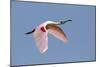 Roseate Spoonbill (Ajaia ajaja) adult, in flight, High Island, Bolivar Peninsula-Bill Coster-Mounted Photographic Print