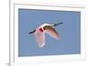 Roseate Spoonbill (Ajaia ajaja) adult, in flight, High Island, Bolivar Peninsula-Bill Coster-Framed Photographic Print