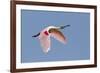 Roseate Spoonbill (Ajaia ajaja) adult, in flight, High Island, Bolivar Peninsula-Bill Coster-Framed Photographic Print