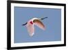 Roseate Spoonbill (Ajaia ajaja) adult, in flight, High Island, Bolivar Peninsula-Bill Coster-Framed Photographic Print