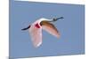 Roseate Spoonbill (Ajaia ajaja) adult, in flight, High Island, Bolivar Peninsula-Bill Coster-Mounted Photographic Print