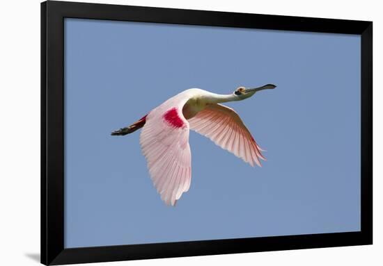 Roseate Spoonbill (Ajaia ajaja) adult, in flight, High Island, Bolivar Peninsula-Bill Coster-Framed Photographic Print