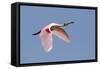 Roseate Spoonbill (Ajaia ajaja) adult, in flight, High Island, Bolivar Peninsula-Bill Coster-Framed Stretched Canvas