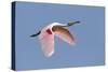 Roseate Spoonbill (Ajaia ajaja) adult, in flight, High Island, Bolivar Peninsula-Bill Coster-Stretched Canvas