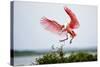 Roseate Spoonbill (Ajaia Ajaja) Adult Landing, Texas, USA-Larry Ditto-Stretched Canvas