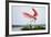 Roseate Spoonbill (Ajaia Ajaja) Adult Landing, Texas, USA-Larry Ditto-Framed Photographic Print