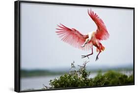 Roseate Spoonbill (Ajaia Ajaja) Adult Landing, Texas, USA-Larry Ditto-Framed Photographic Print