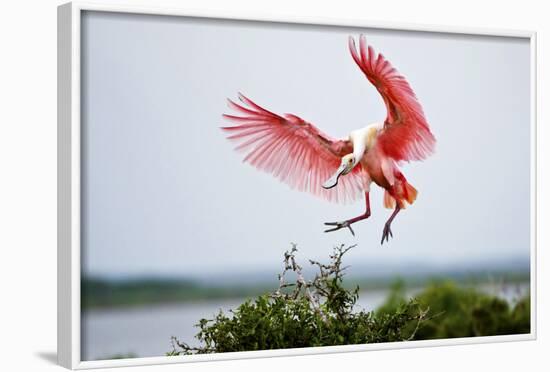 Roseate Spoonbill (Ajaia Ajaja) Adult Landing, Texas, USA-Larry Ditto-Framed Photographic Print