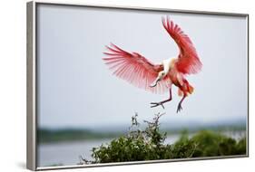 Roseate Spoonbill (Ajaia Ajaja) Adult Landing, Texas, USA-Larry Ditto-Framed Photographic Print