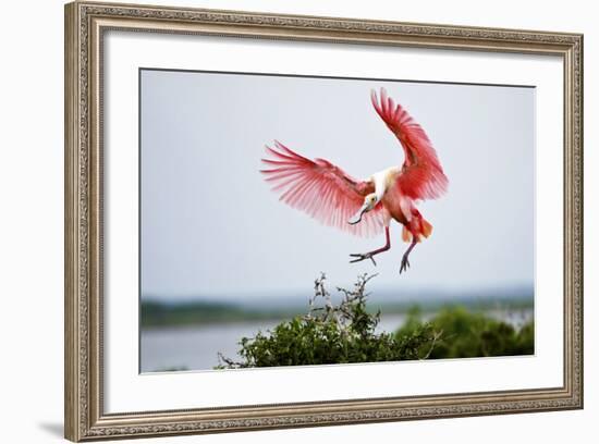 Roseate Spoonbill (Ajaia Ajaja) Adult Landing, Texas, USA-Larry Ditto-Framed Photographic Print