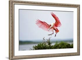 Roseate Spoonbill (Ajaia Ajaja) Adult Landing, Texas, USA-Larry Ditto-Framed Photographic Print