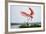 Roseate Spoonbill (Ajaia Ajaja) Adult Landing, Texas, USA-Larry Ditto-Framed Photographic Print