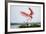 Roseate Spoonbill (Ajaia Ajaja) Adult Landing, Texas, USA-Larry Ditto-Framed Photographic Print