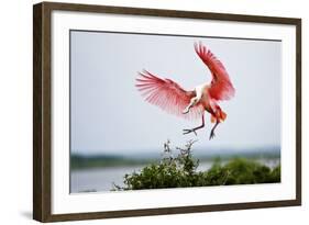 Roseate Spoonbill (Ajaia Ajaja) Adult Landing, Texas, USA-Larry Ditto-Framed Photographic Print