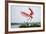 Roseate Spoonbill (Ajaia Ajaja) Adult Landing, Texas, USA-Larry Ditto-Framed Photographic Print