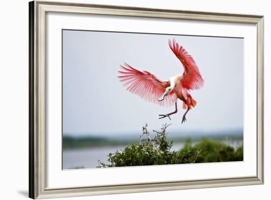 Roseate Spoonbill (Ajaia Ajaja) Adult Landing, Texas, USA-Larry Ditto-Framed Photographic Print