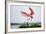 Roseate Spoonbill (Ajaia Ajaja) Adult Landing, Texas, USA-Larry Ditto-Framed Photographic Print