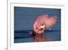 Roseate Spoonbill (Ajaia ajaja) adult with wings spread, Florida, USA-David Hosking-Framed Photographic Print