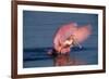 Roseate Spoonbill (Ajaia ajaja) adult with wings spread, Florida, USA-David Hosking-Framed Photographic Print