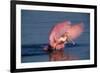 Roseate Spoonbill (Ajaia ajaja) adult with wings spread, Florida, USA-David Hosking-Framed Photographic Print