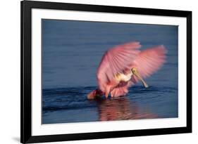 Roseate Spoonbill (Ajaia ajaja) adult with wings spread, Florida, USA-David Hosking-Framed Photographic Print