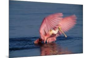 Roseate Spoonbill (Ajaia ajaja) adult with wings spread, Florida, USA-David Hosking-Mounted Photographic Print